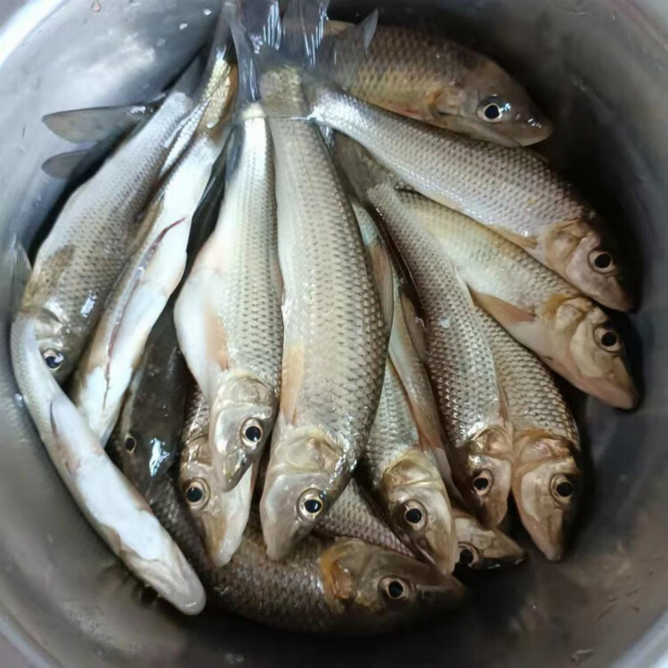 流連灣 現殺鮮活馬口魚 小河魚桃花魚 新鮮溪流魚 淡水魚 馬口魚