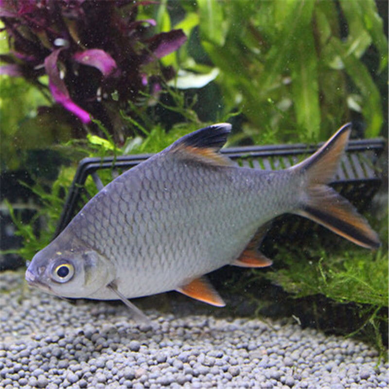 zxc观赏鱼金凤鱼银凤鱼活体泰国鲫双线侧鱼活体金银元宝鱼红鳍鲫鱼