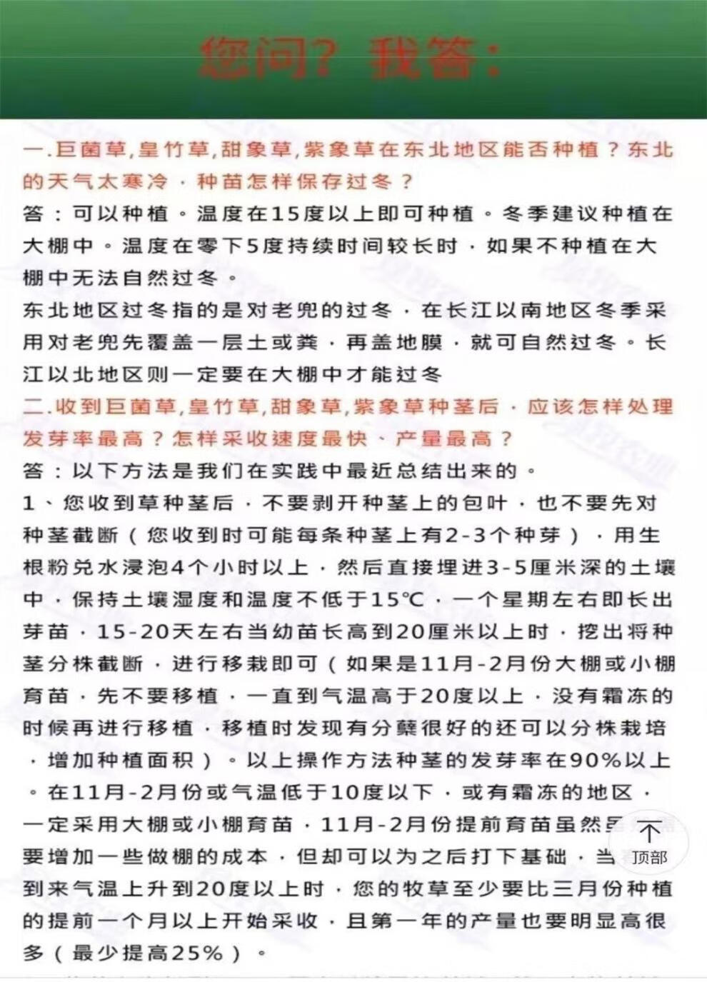 高产牧草种新型皇竹草巴西红像草巨菌草无绒毛甜象草3号四季多年生
