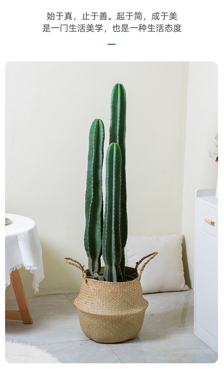 网红净化空气植物花城公司乔迁送礼开业仙人掌量天尺仙人柱室内客厅