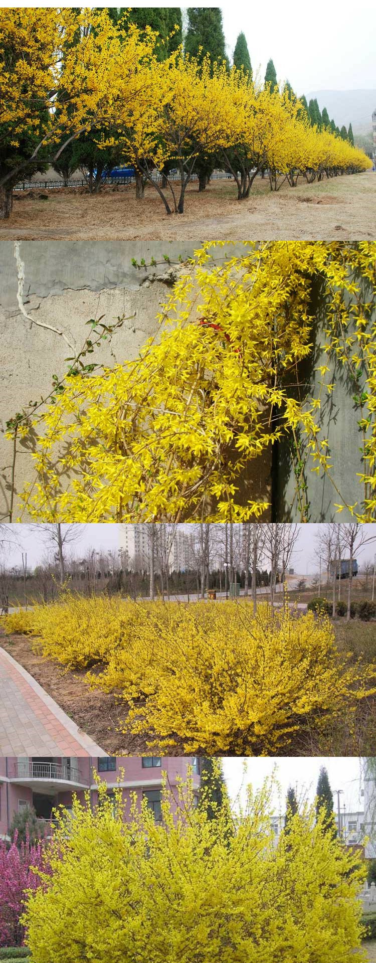 庭院绿化苗木攀缘花卉连翘花连翘苗连翘黄花条耐寒4年苗10棵40cm含