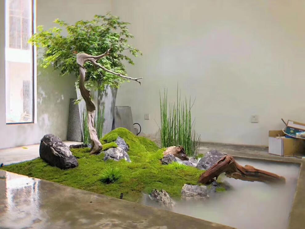 鲜活青苔微景观生态瓶diy白发藓盆景假山装饰水陆缸植物材料批发通货