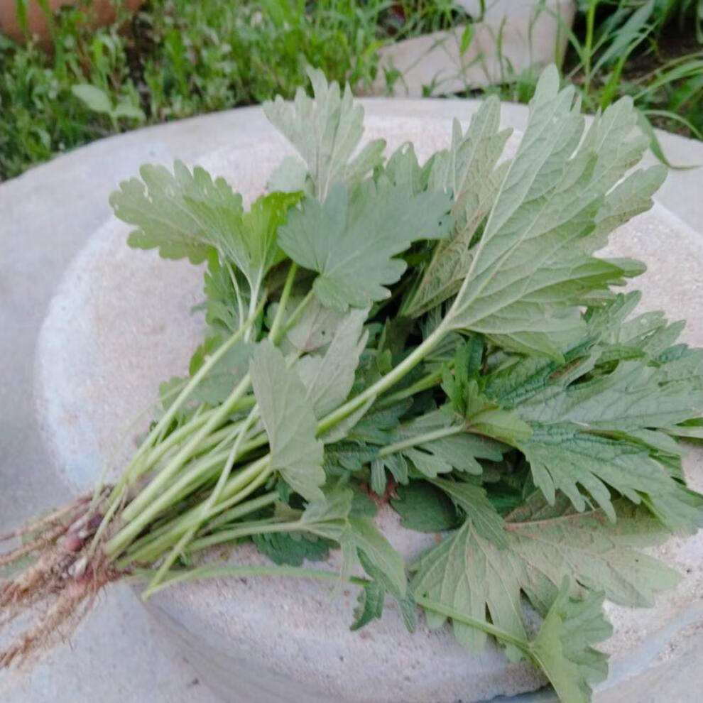 冠季益母草新鮮野菜野生坤菜蔬菜女性修養生生理期需要3月經草斤500g