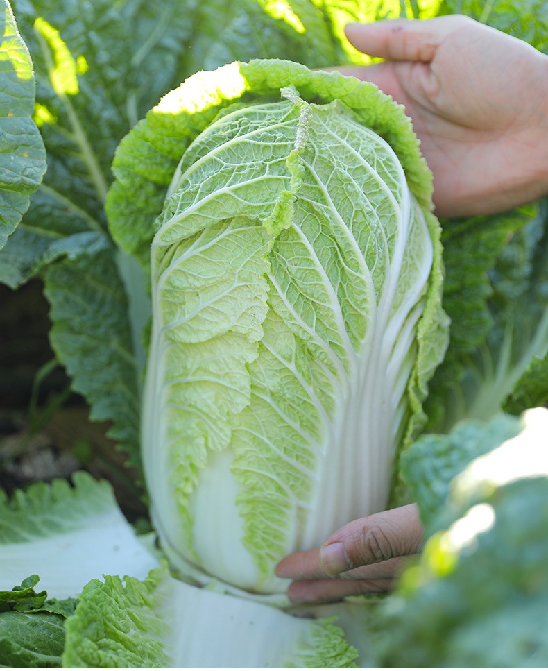农之子山东胶州大白菜种子高产秋播蔬菜中晚熟金秋王秋季王白菜种子