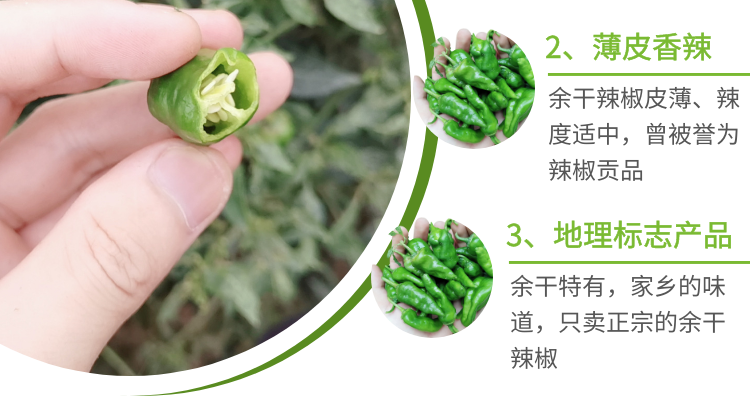 3斤余干辣椒新鲜江西辣椒余干枫树农家土辣椒薄皮小青椒1斤1斤