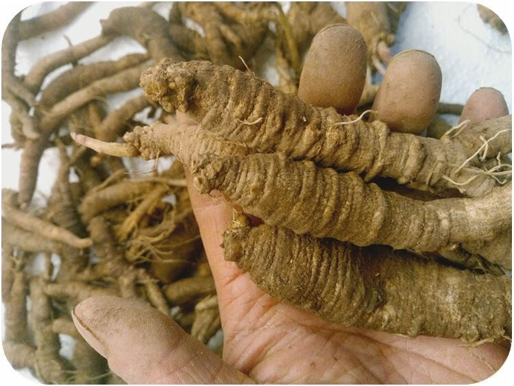 现挖长白山新鲜东北特产沙参山地瓜山胡萝卜轮叶党参1斤500克 10个