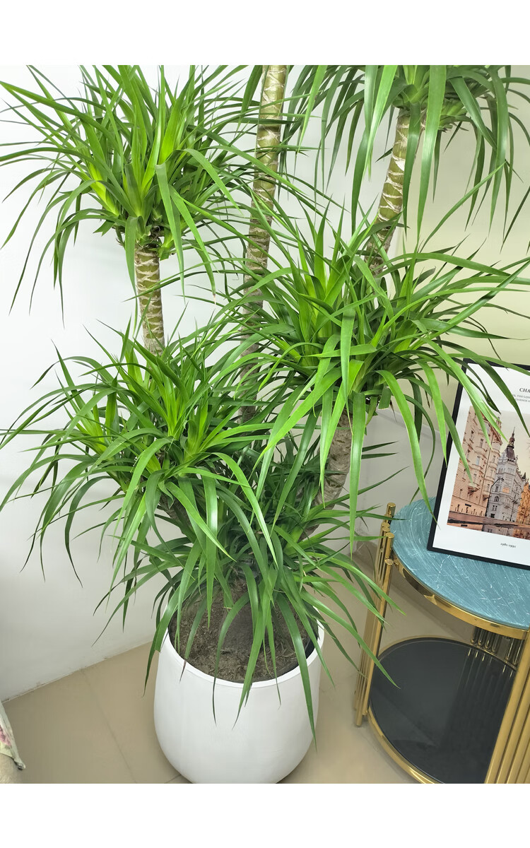 多头造型龙血树盆栽大型客厅绿植落地室内网红龙须树植物四季常青 1.