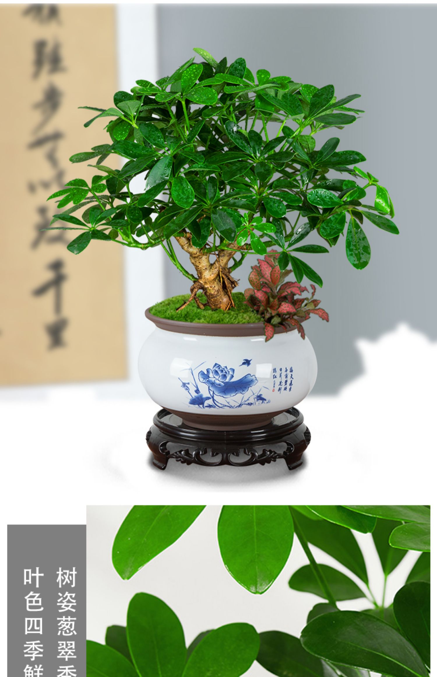 睿格达 七叶莲招财树植物水培盆栽水栽鸭脚木老桩室内盆景属虎小绿植