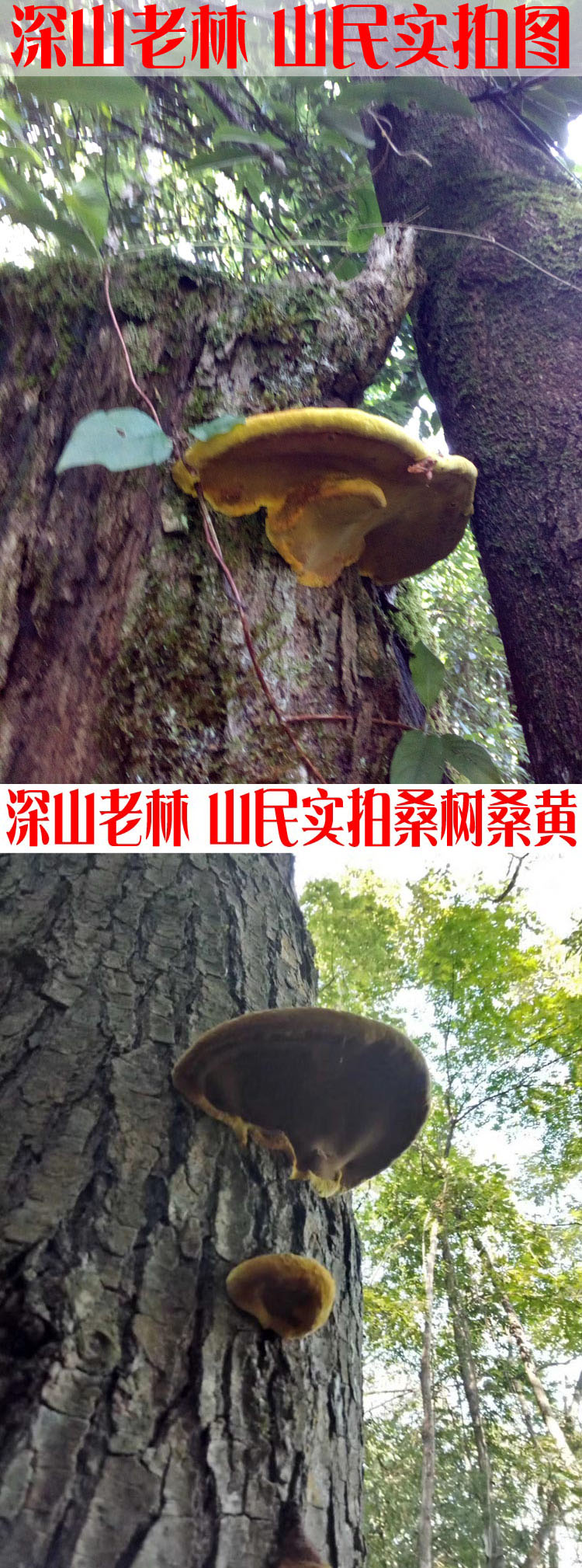 秦岭特级野生桑树桑黄灵芝正宗西藏金边桑黄半斤桑黄茶【图片 价格