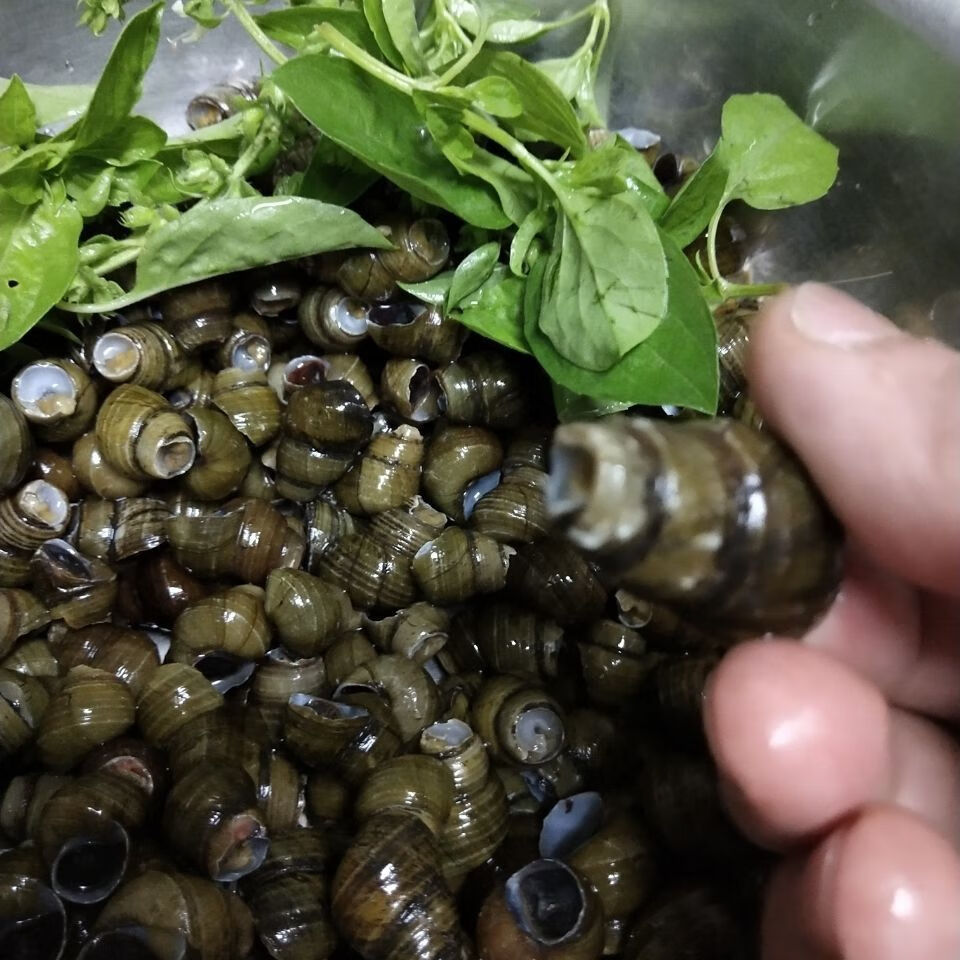 顺丰速运湖北特产新鲜淡水小田螺活体泥螺螺蛳粉螺丝肉鲜鲜活清水脆螺