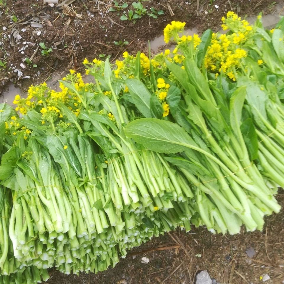【精选生鲜】白菜苔新鲜蔬菜时令爽口脆甜青菜叶类菜小白菜农家 红菜