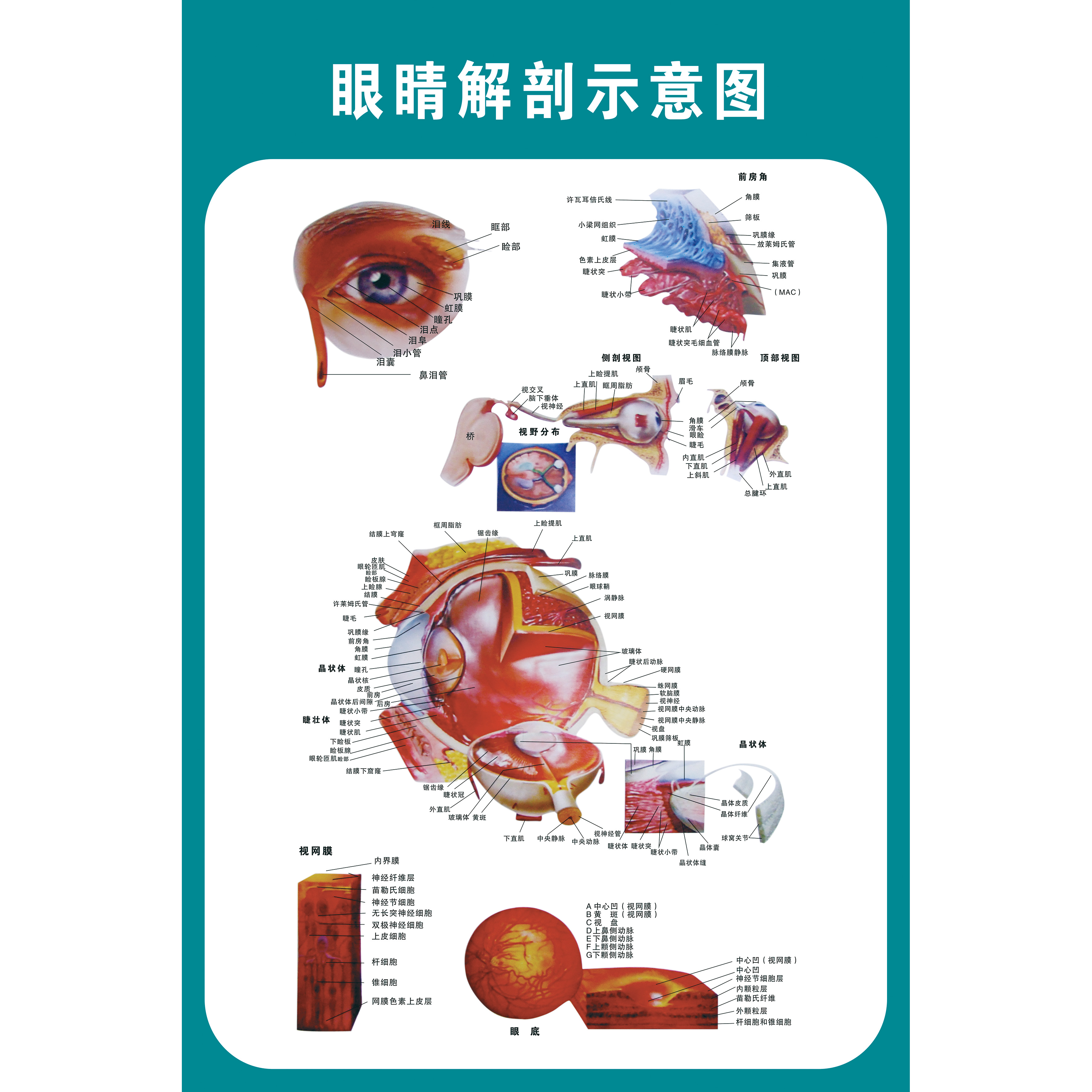 奈訊人體結構骨骼內臟消化神經血管肝胃生殖解剖示意圖醫學掛圖 眼睛