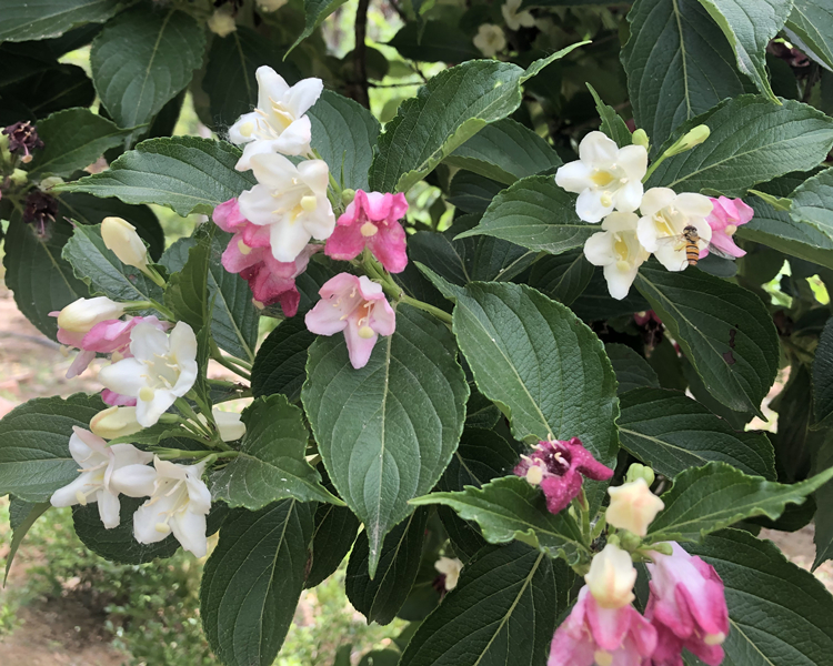 中梦 五彩锦带花树苗七彩庭院绿化景观北方耐寒室外红王子锦带花苗