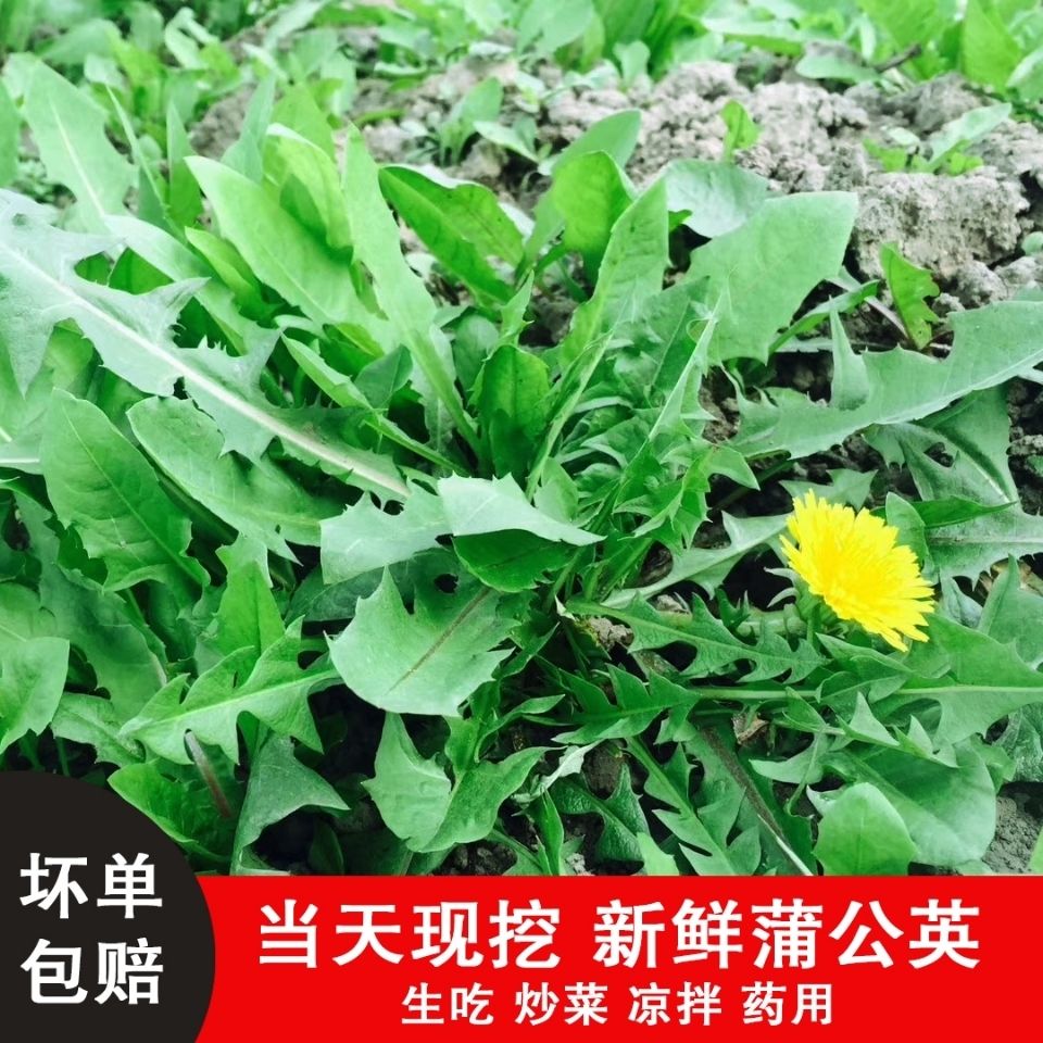 新鮮蒲公英野菜現挖山野菜婆婆丁花嫩葉草純野菜苦菜東北蘸醬1000g