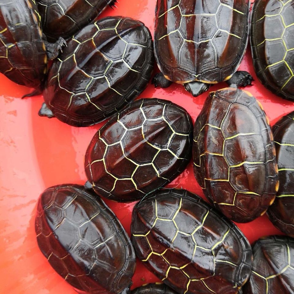 苏北金线草龟乌龟活体外塘龟宠物水龟观赏龟情侣龟草龟苗 精品苏北