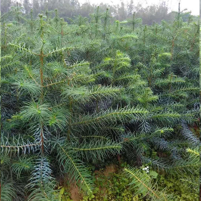 赣州苗木市场动态速览：新兴商机与生态机遇并存