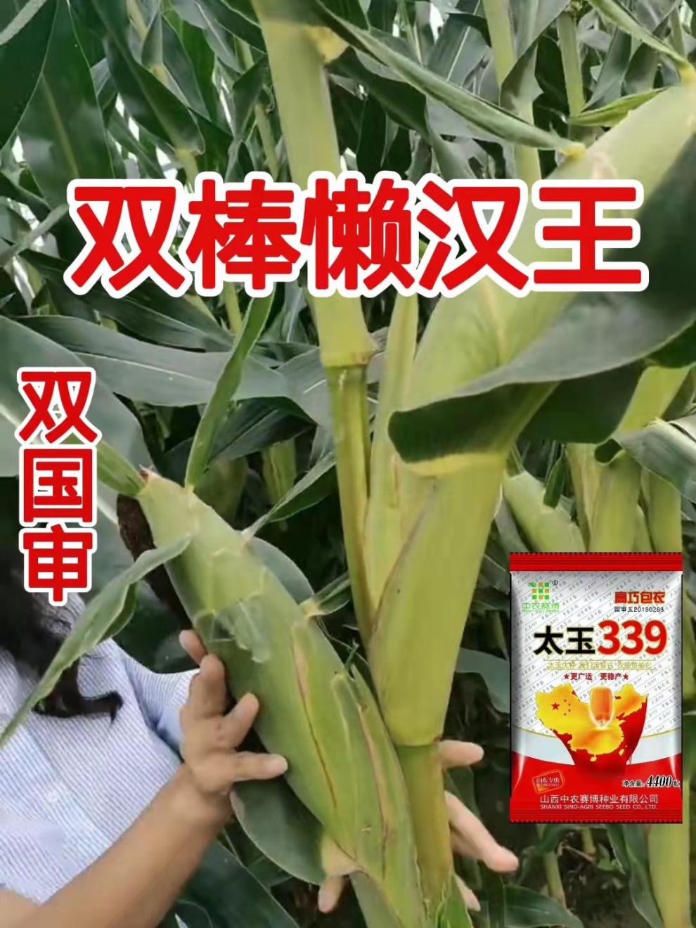 民沣玉339玉米品种图片