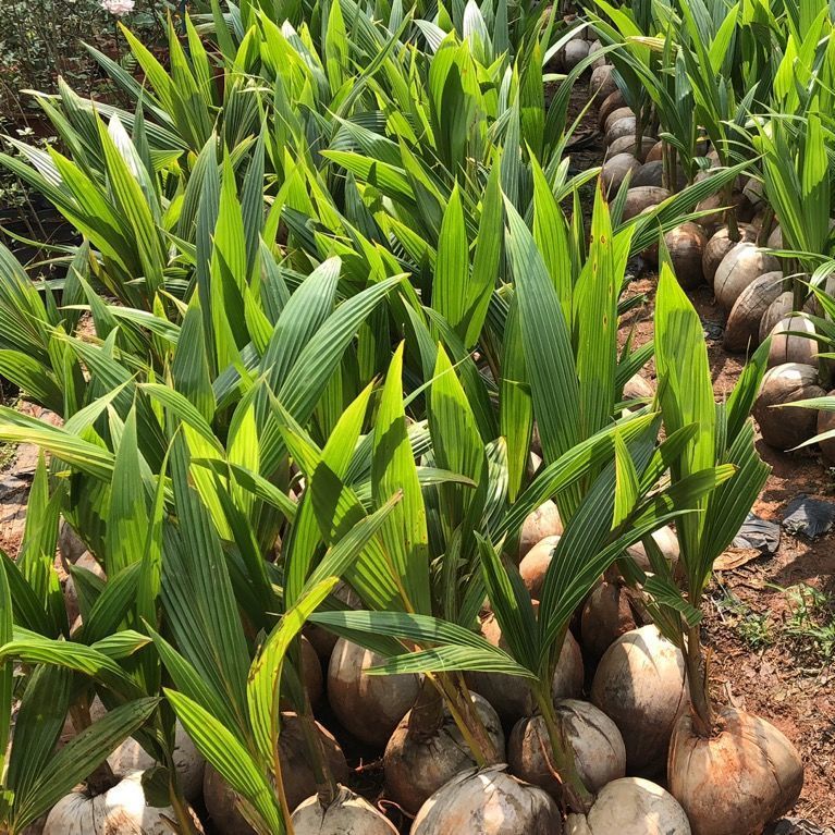 2022新 款可狄(kedi)海南椰子苗青椰绿植盆栽椰子树苗带皮带壳发货