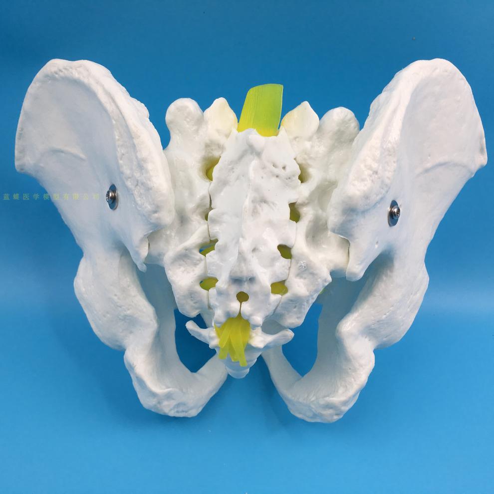 自然大女性骨盆模型女性骨盆带盆底肌分娩过程演示助产示教模型自然大