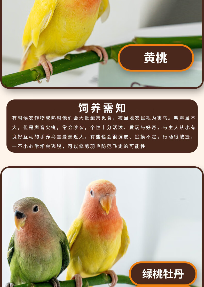 黄桃牡丹鹦鹉繁殖知识图片