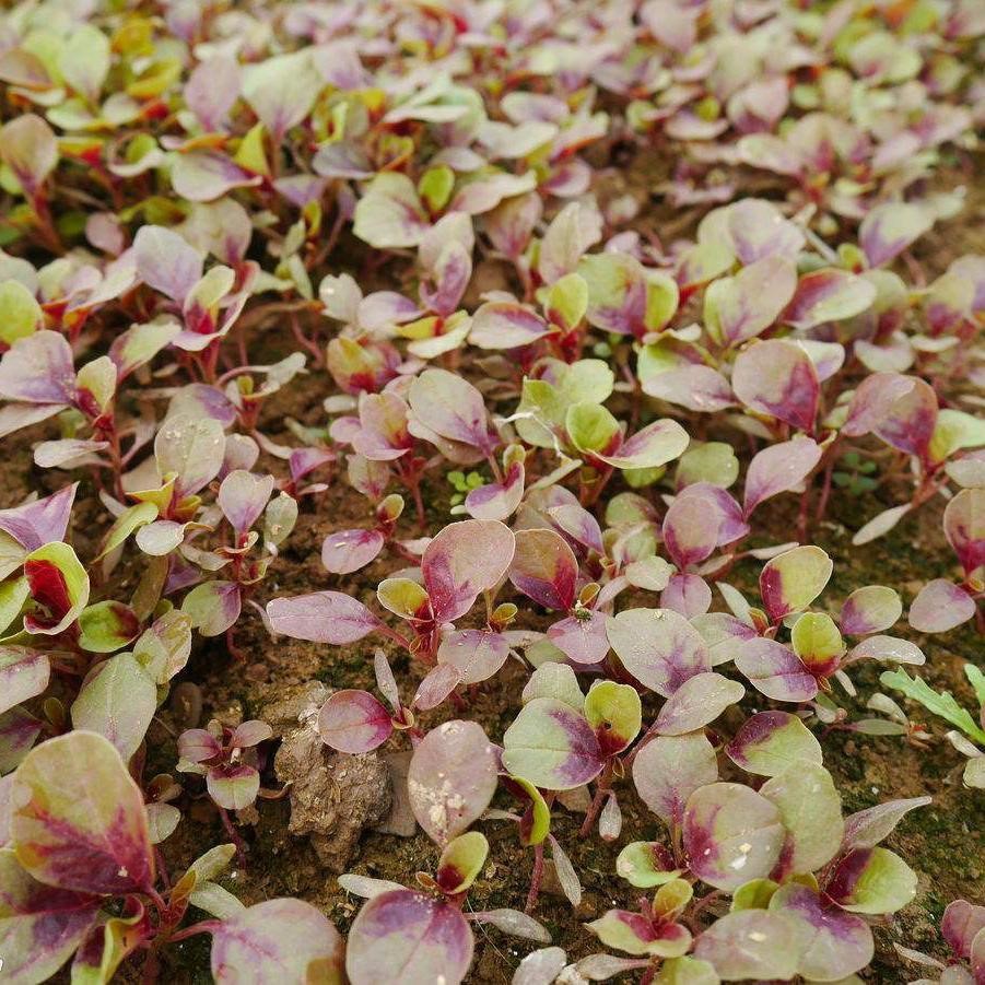 全紅莧菜種子莧菜種子紅葉莧菜籽庭院菜園大田易種有機蔬菜種子全紅