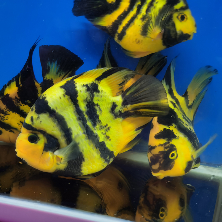 族萃热带观赏鱼淡水鱼发财鱼红白鹦鹉鱼活鱼风水鱼黑红黄斑马活体 10