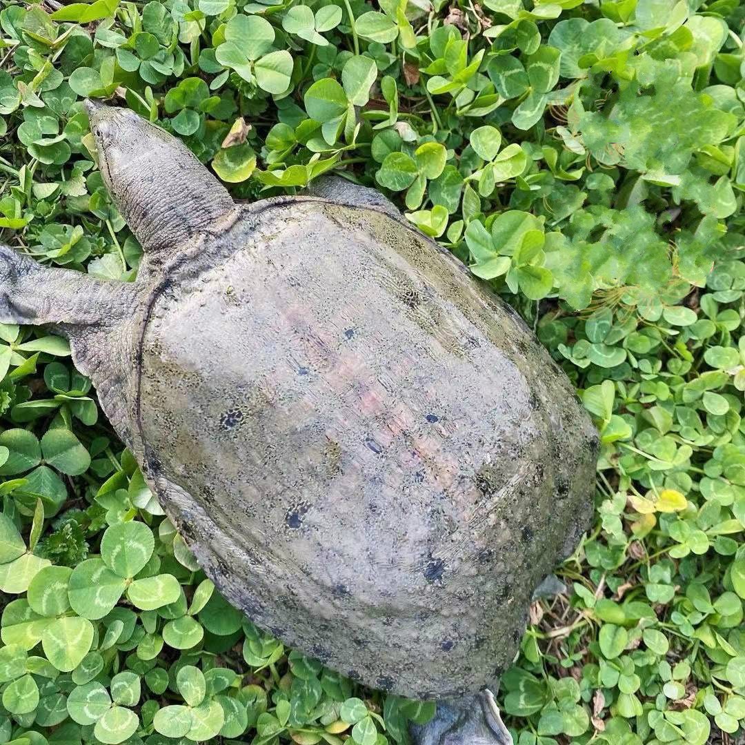 滋补甲鱼现杀老鳖食用水鱼王八真空包装新鲜去皮去膜去内脏超划算12斤