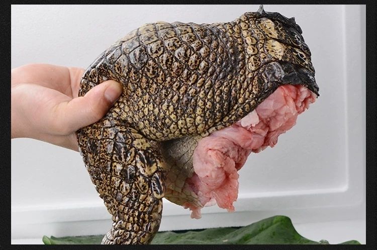 现杀去麟 新鲜鳄鱼腿 带皮肉 现杀鳄鱼人工养殖鳄鱼新鲜食用鳄鱼 四斤