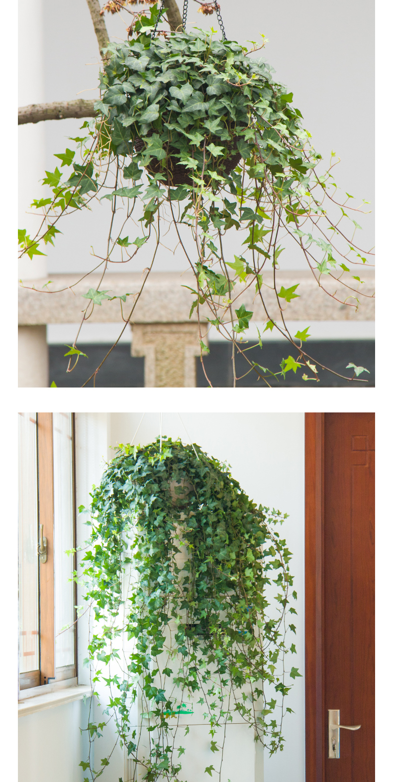 常春藤盆栽挂墙阳台室内长青常青藤蔓水培爬藤垂甲醛吊兰植物绿植 200