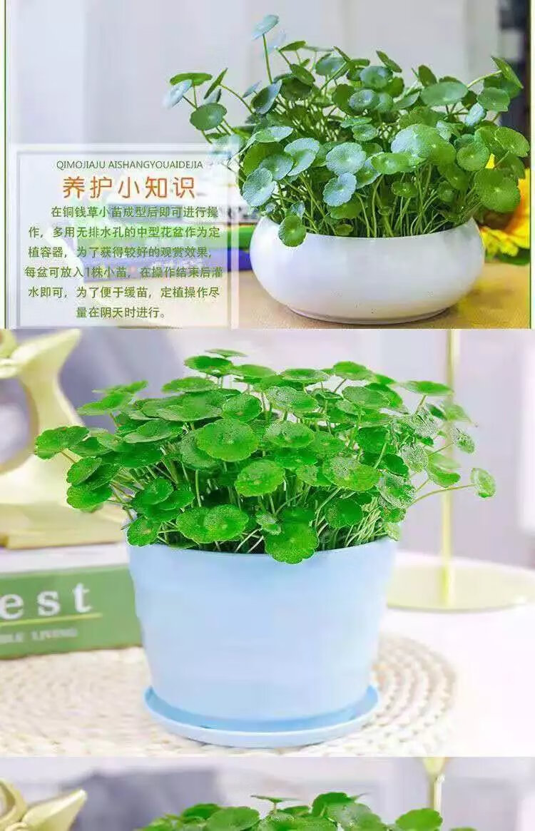 12，銅錢草水培植物辦公室桌麪盆栽金錢草花卉室內水養綠植 銅錢草帶葉2盆+肥【不含盆】