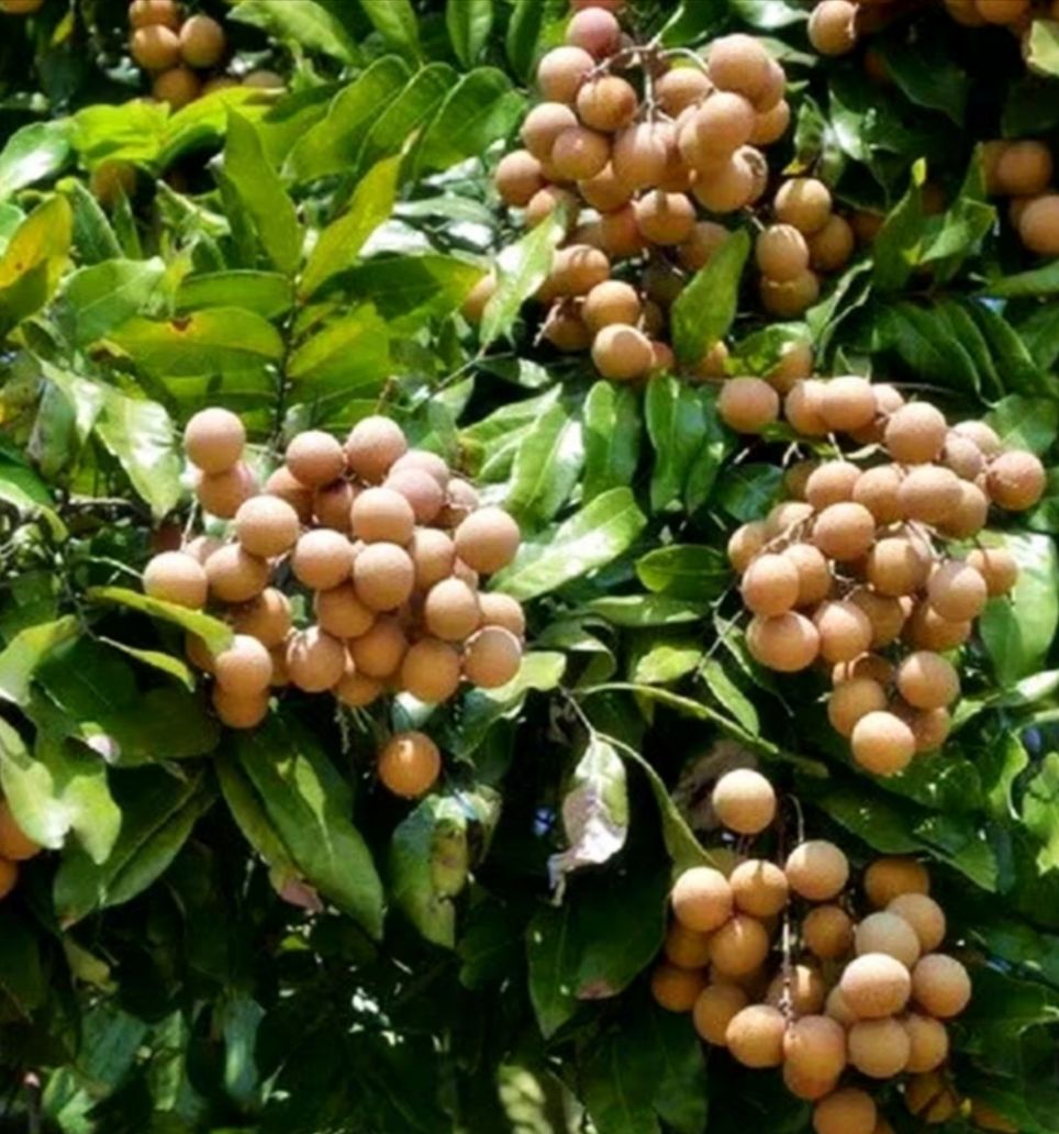 桂圆肉龙眼干广西特产批发无核桂圆干泡水桂圆肉新货 精品桂圆肉500克