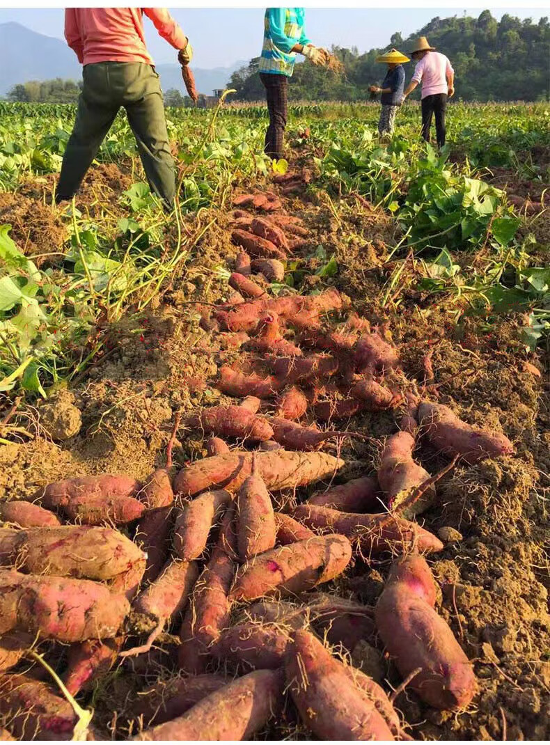沙地红薯新鲜超甜蜜薯红心西瓜红大中小果番薯地瓜西瓜红5斤中果