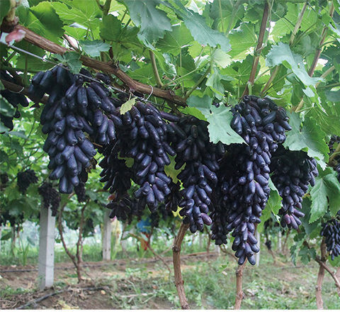 顺丰甜蜜蓝宝石美人指手指葡萄黑提子山东烟台产地当季 4斤顺丰净重