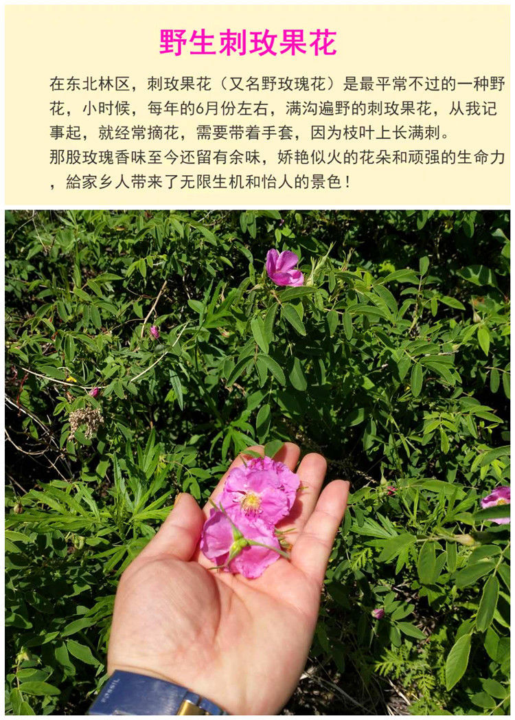 东北新货大兴安岭野生刺玫花花茶野生玫瑰紫玫瑰干玫瑰250g
