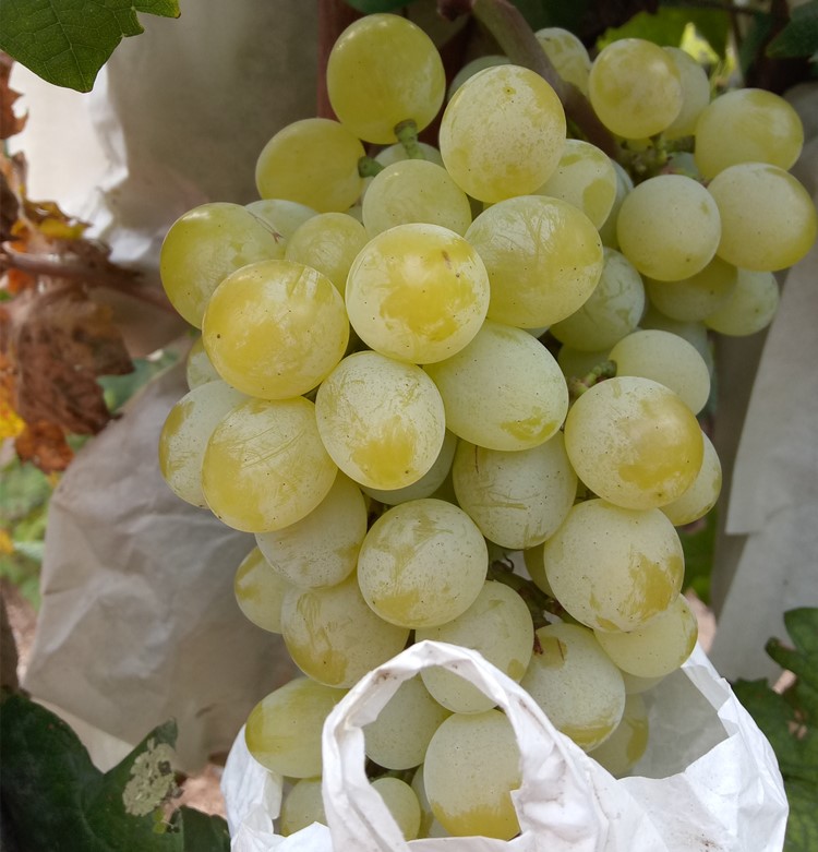 媚调 顺丰直达 新鲜现摘大泽山白玫瑰香葡萄泽山一号泽玉绿葡萄阳光