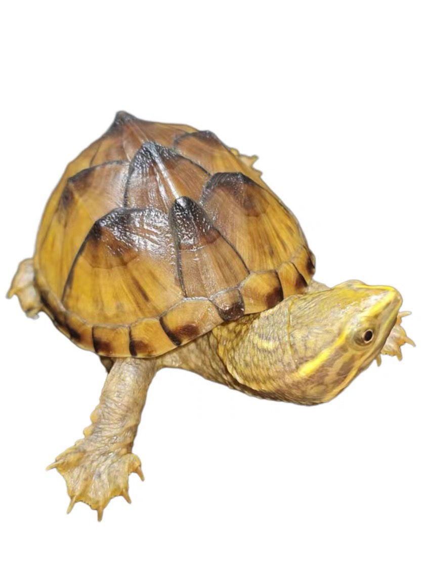 麝香龟黄金麝香深水龟鱼缸混养迷你宠物观赏龟蛋龟水产活物小乌龟