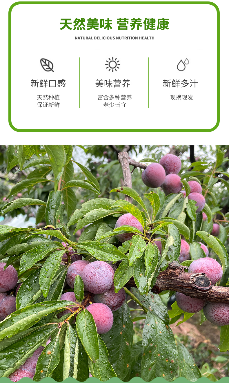 四川脱骨青脆李脆红李子新鲜李子水果孕妇空心李子大果整箱大果5斤