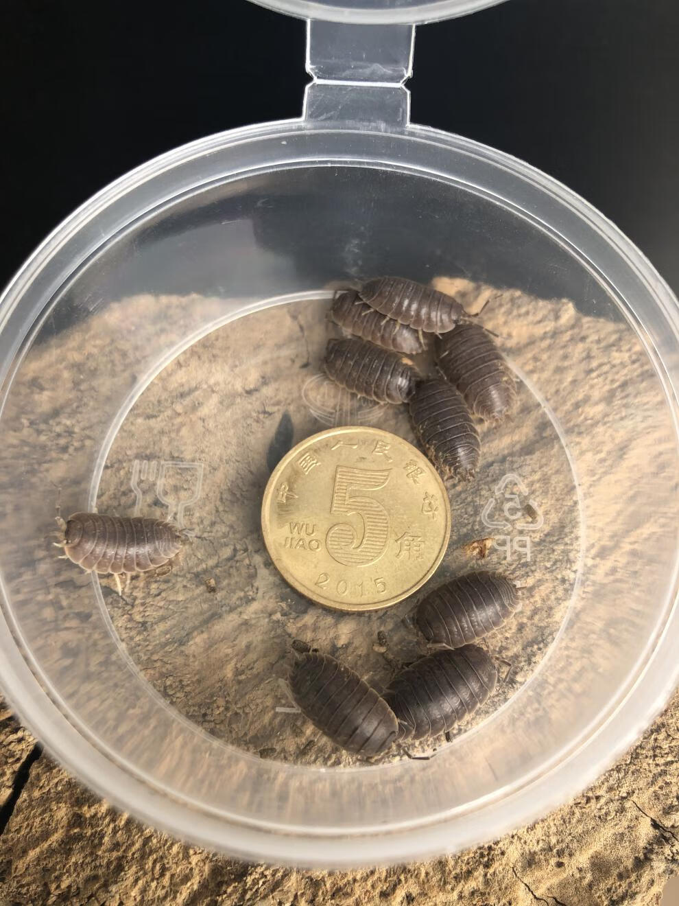 荣郁包活鼠妇虫潮虫子西瓜虫湿湿虫饲养套装 学生物实验昆虫 顺丰发货