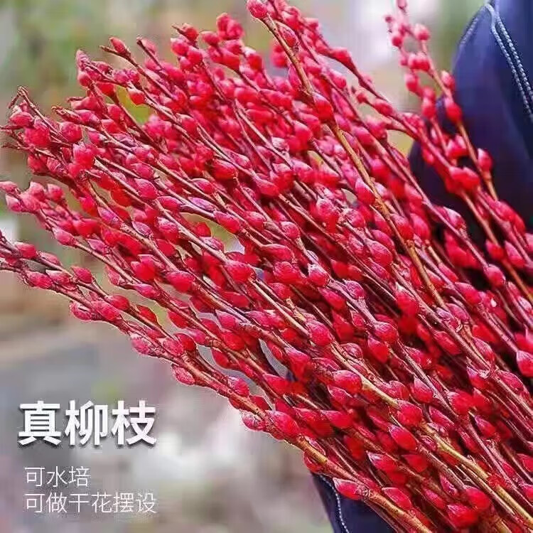 唐扣銀柳真花鮮枝年宵花卉春節耐寒紅色水培植物乾花室40cm20支裝