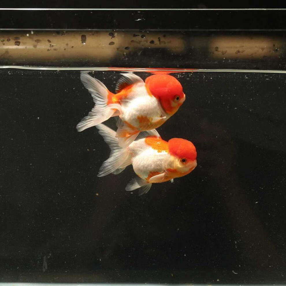 金鱼国狮红狮头活鱼黑狮头淡水鱼冷水鱼活体观赏鱼渔场 6-7cm 红白狮