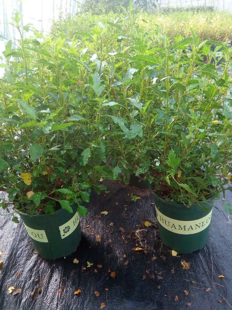 木槿花苗南非葵 【小木槿】微草莓 植物 盆栽 小苗 小木槿中苗 不含盆