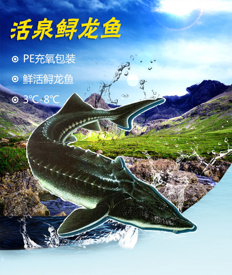 中华鱼鲟 龙鱼新鲜软骨无刺鲜活水产真空包装食用鲟鱼不腥 4斤一条现