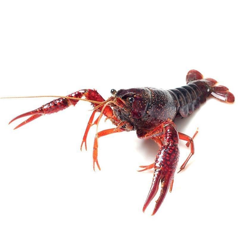 金湖盱眙稻田清水养殖小龙虾青虾麻辣蒜蓉小龙虾小龙虾批发香津驿站