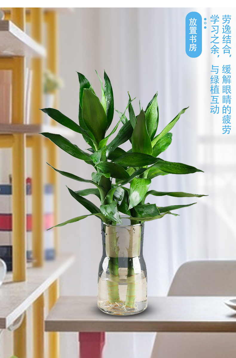 富贵竹观音竹植物水培客厅盆栽节节高竹塔小绿植好养送礼盆景 手绘