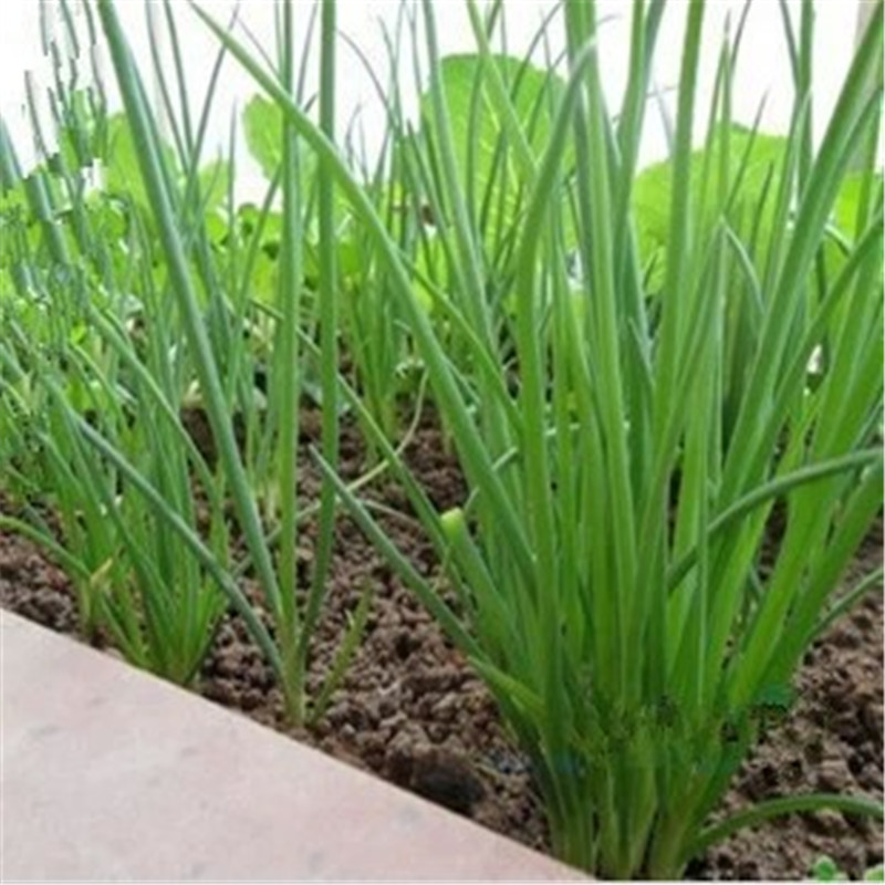 葱种子细香葱北葱火葱籽室内阳台播种水果小院种植蔬菜籽农资 100g