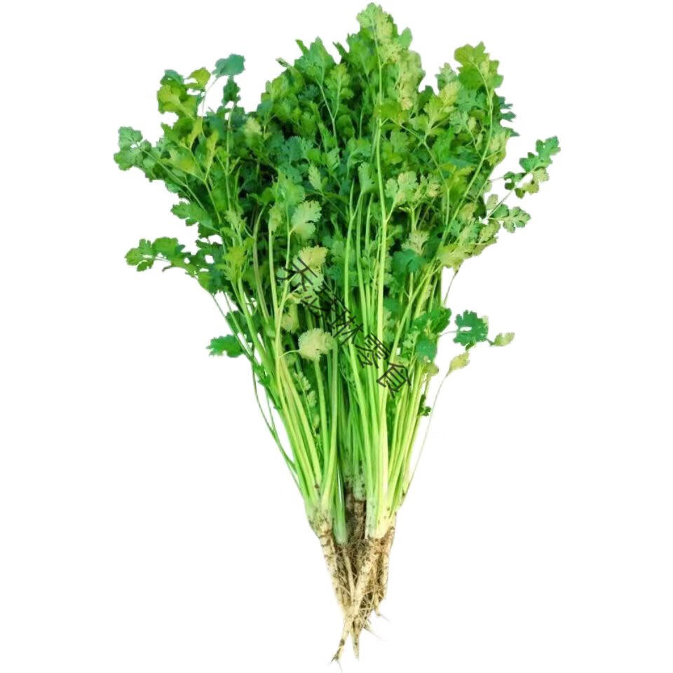 新鲜香菜山东老香菜火锅菜芫荽绿色蔬菜农家种植调味提鲜现摘现发 3斤