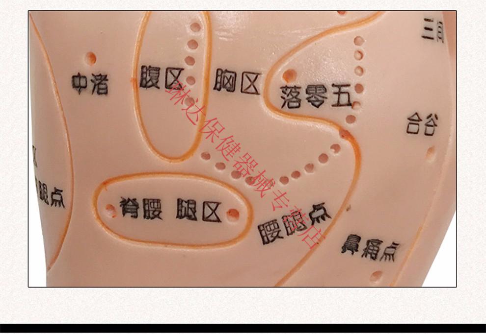 丰帆手部穴位针灸模型推拿按摩经络反射区穴位模型中医教学工具小手超
