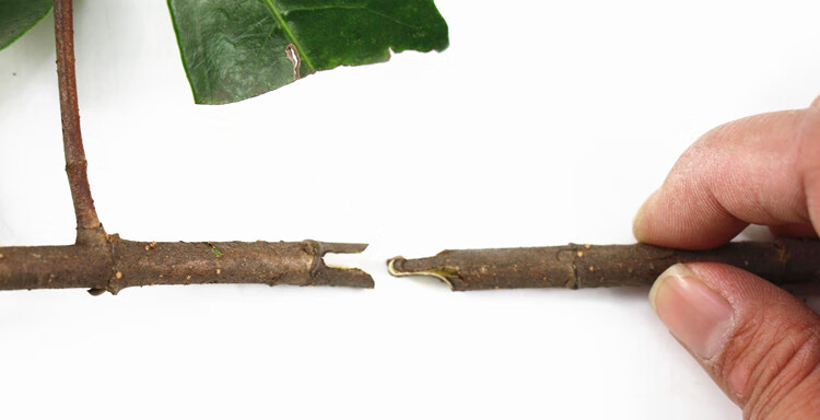 荣泰多功能嫁接器果树嫁接机剪刀神器苗木树苗芽接刀专用橘色嫁接器