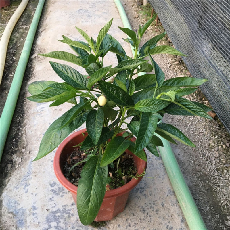 清幽小筑苗人参果苗 释迦果 当季水果树苗 人参果盆栽 人参果植物人参