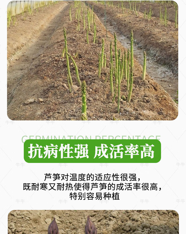 芦笋种植苗芦笋种子根苗紫芦笋苗盆栽阳台高产春季秋四季蔬菜种孑 绿